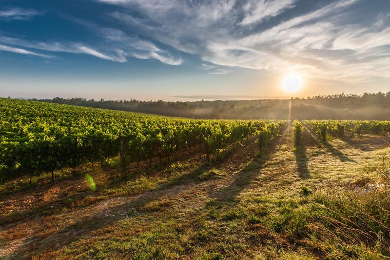 Vinho! – Conheça as regiões vinícolas portuguesas